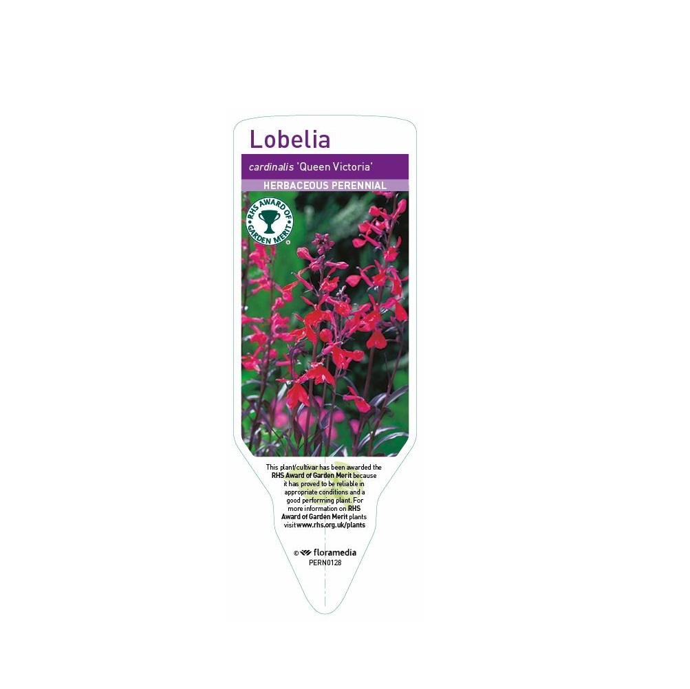 Lobelia Queen Victoria