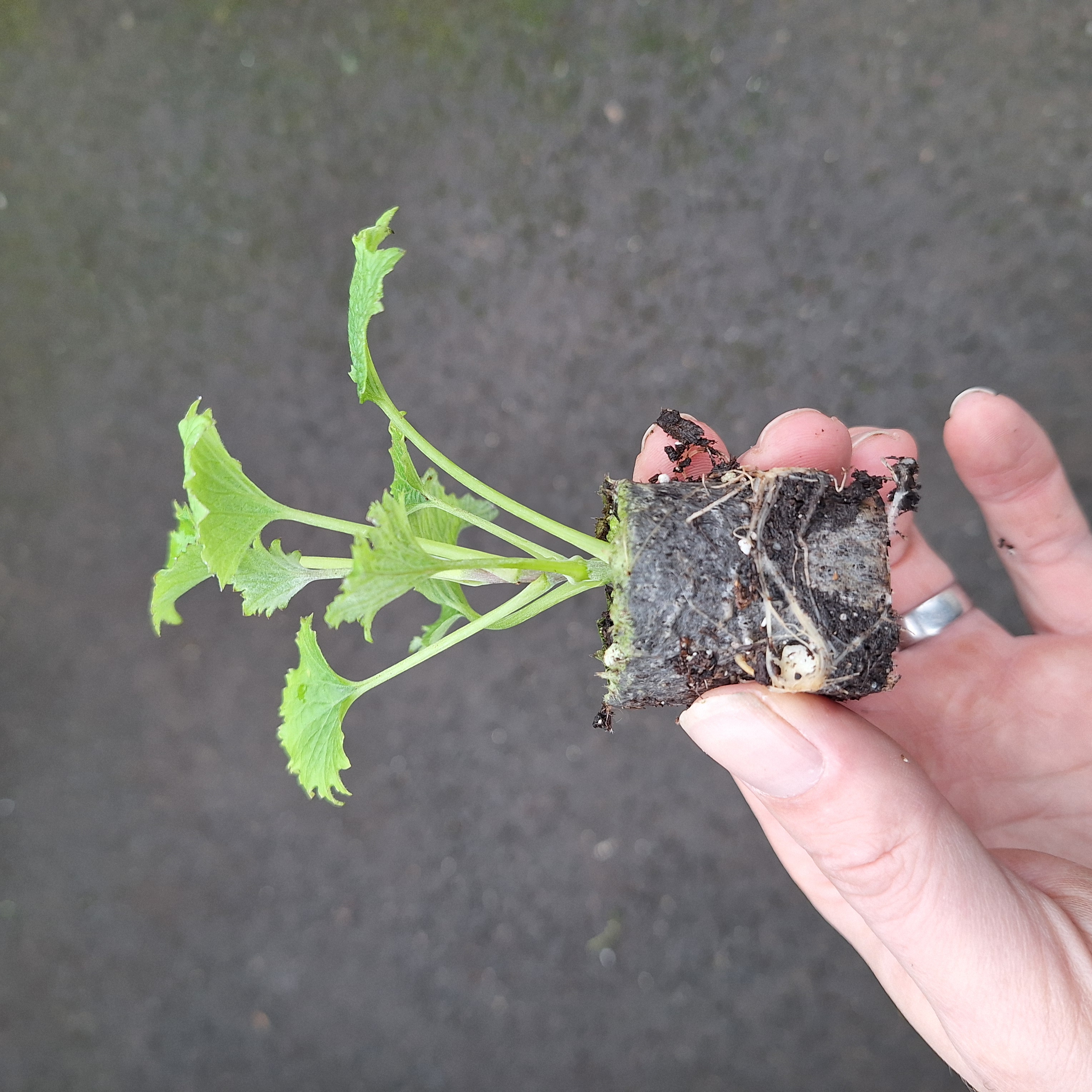 SENECIO SENETTI(R) DARK RED HALO (Red Bicolour)