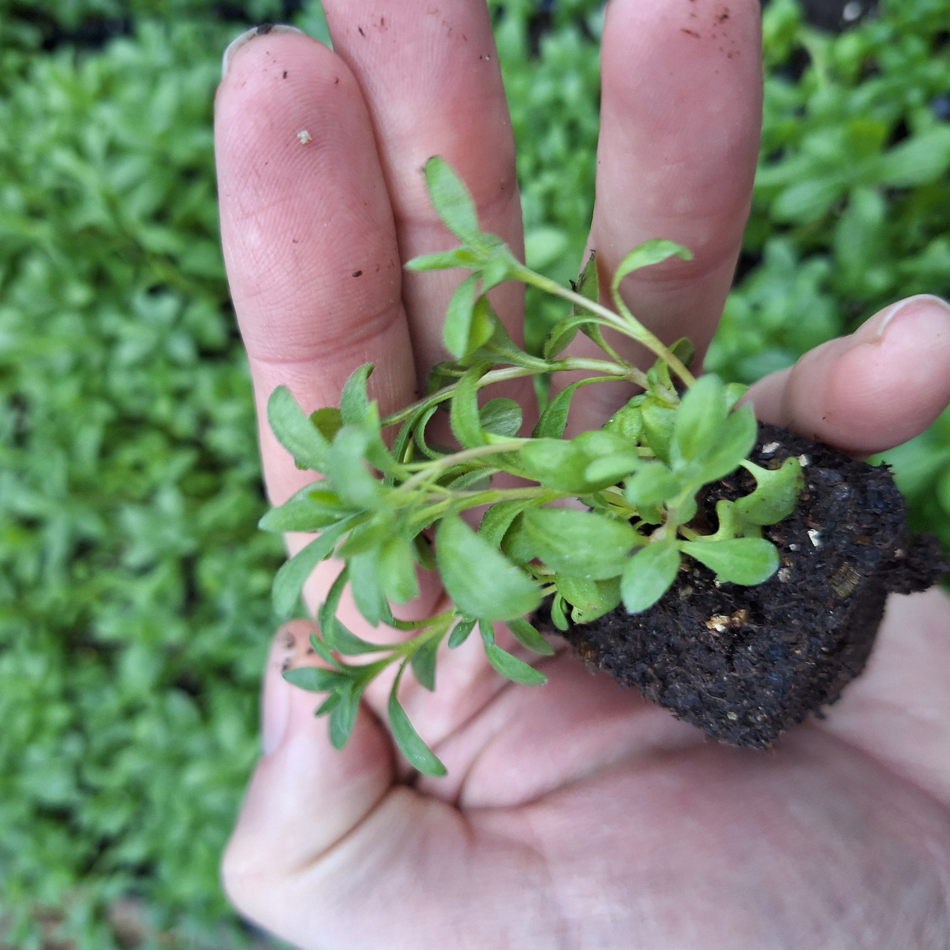 LAVANDULA MUNSTEAD (Seed Raised) 