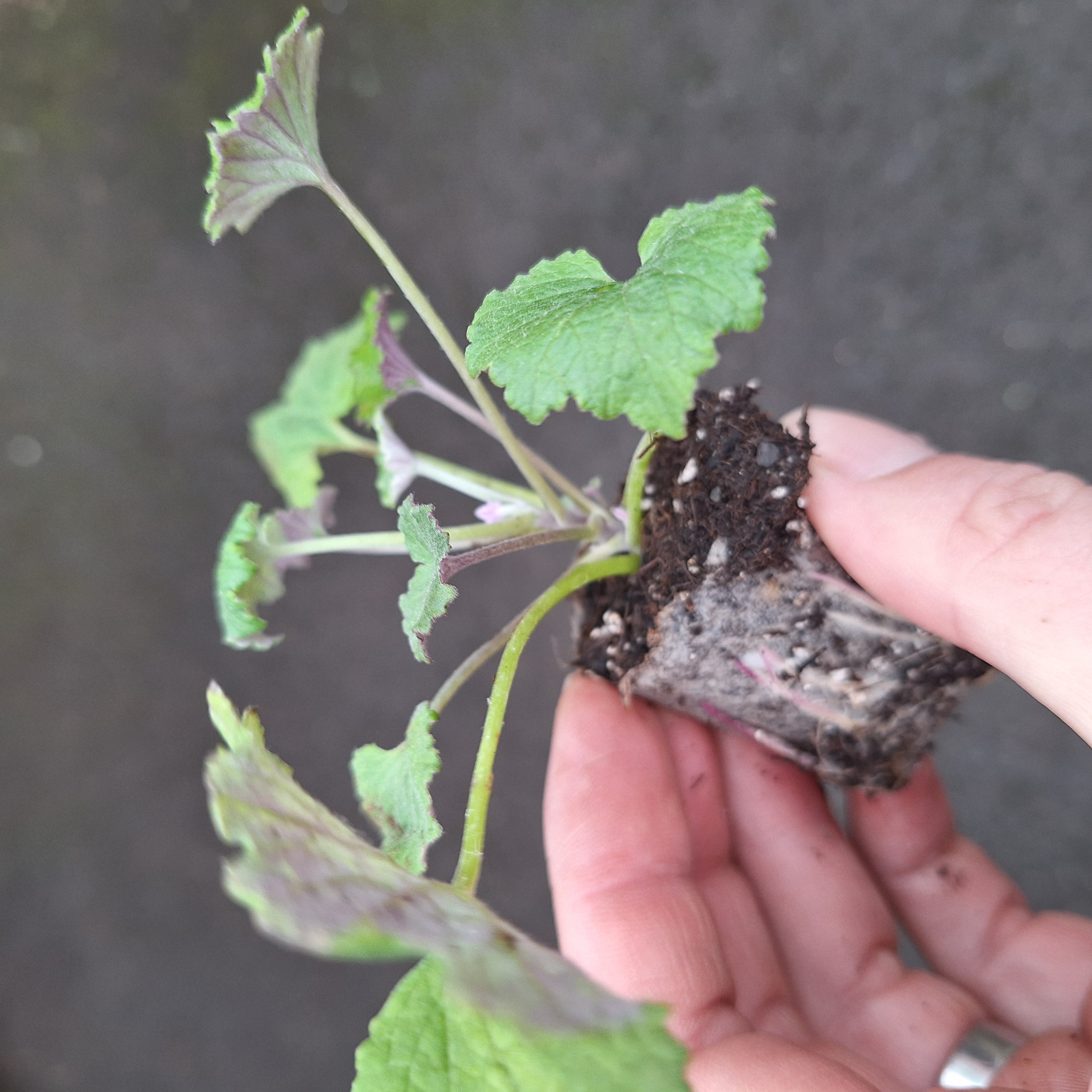 SENECIO SENETTI(R) WHITE