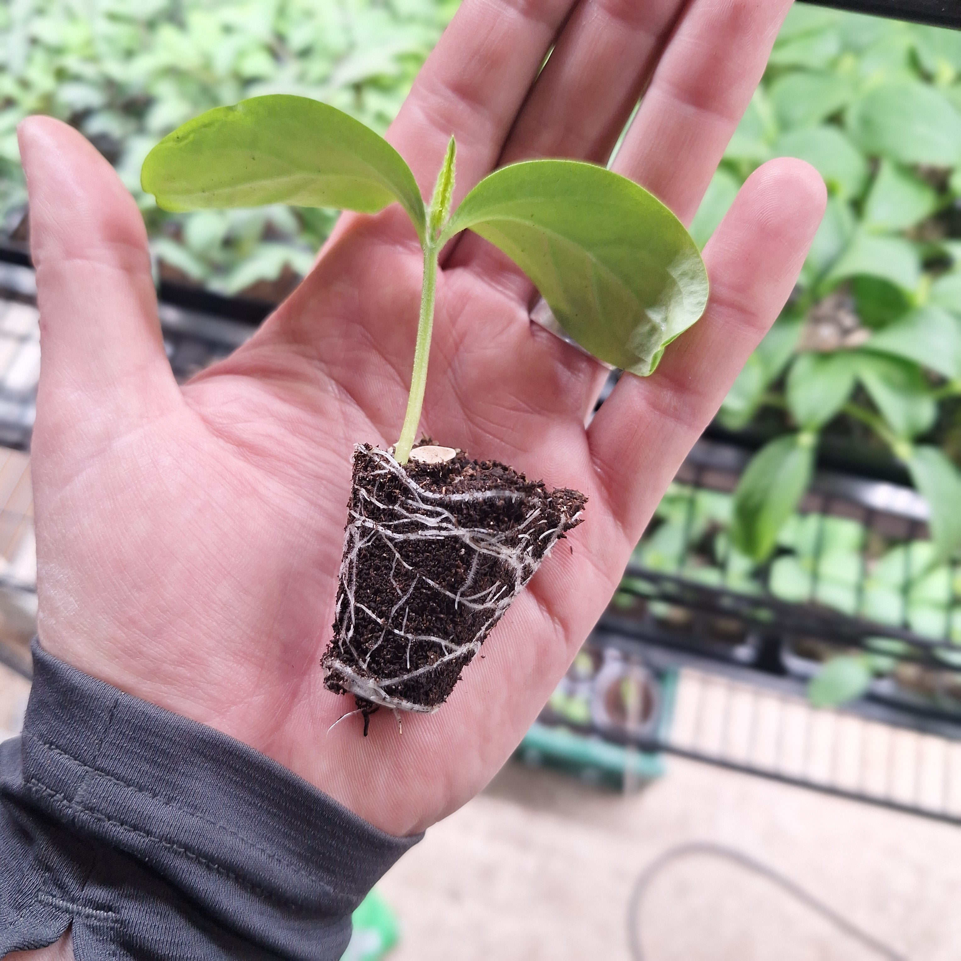 Cucumber - Picolino F1