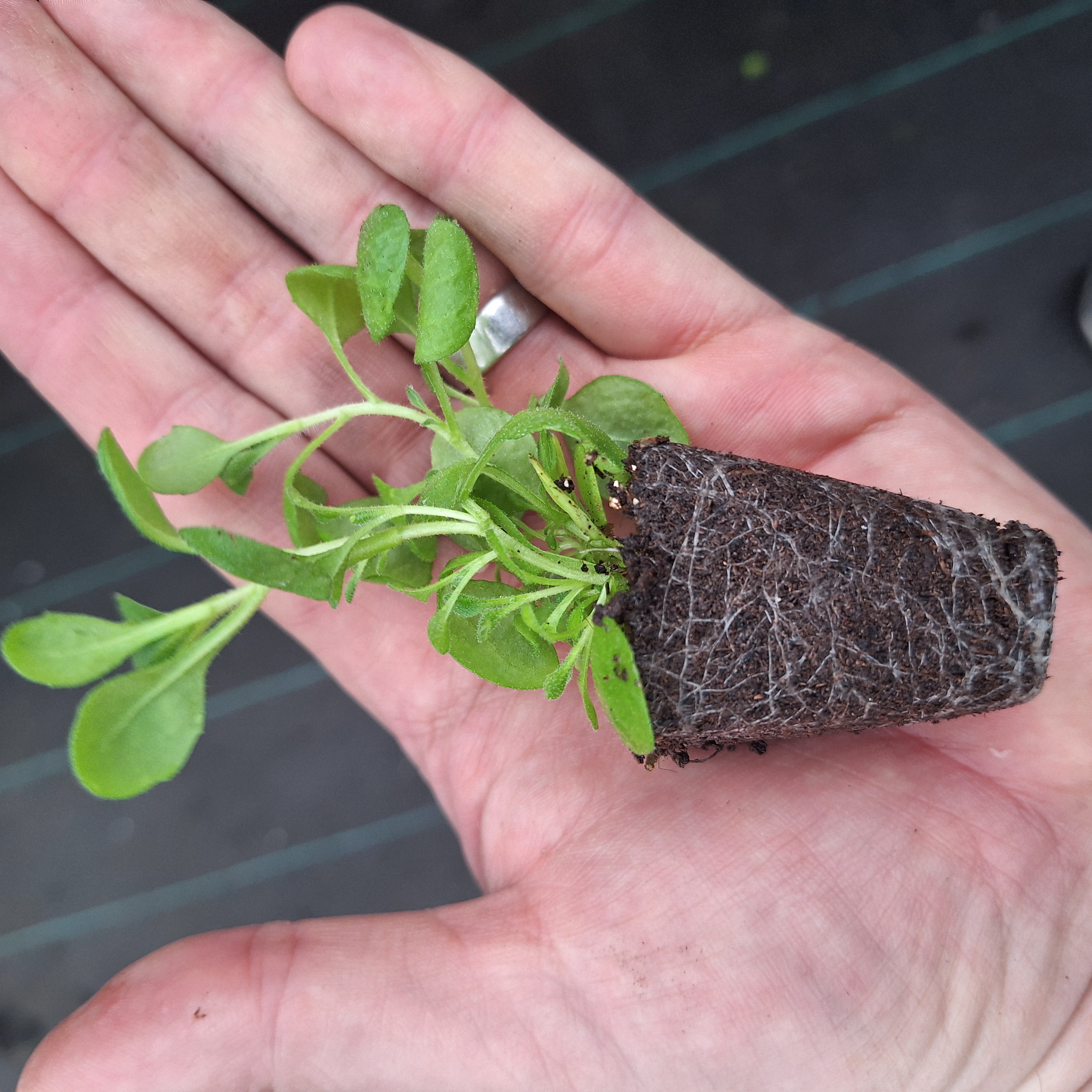 Aubrieta Audrey F1 Purple Shades