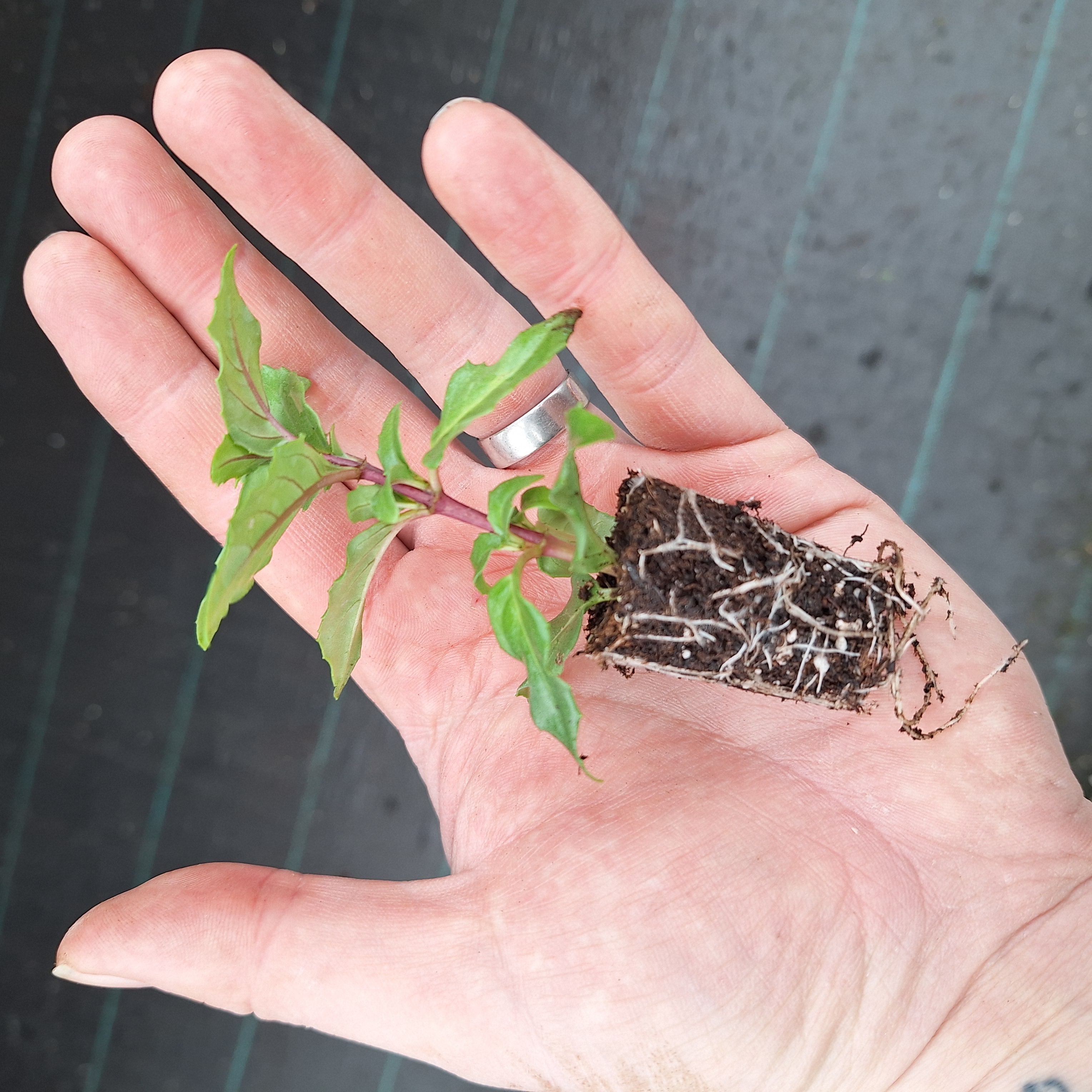 FUCHSIA BELLA(R) DIANA (B)