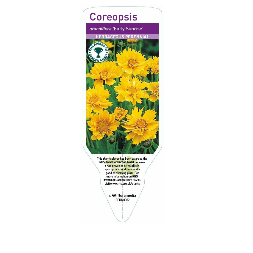 Coreopsis - Early Sunrise