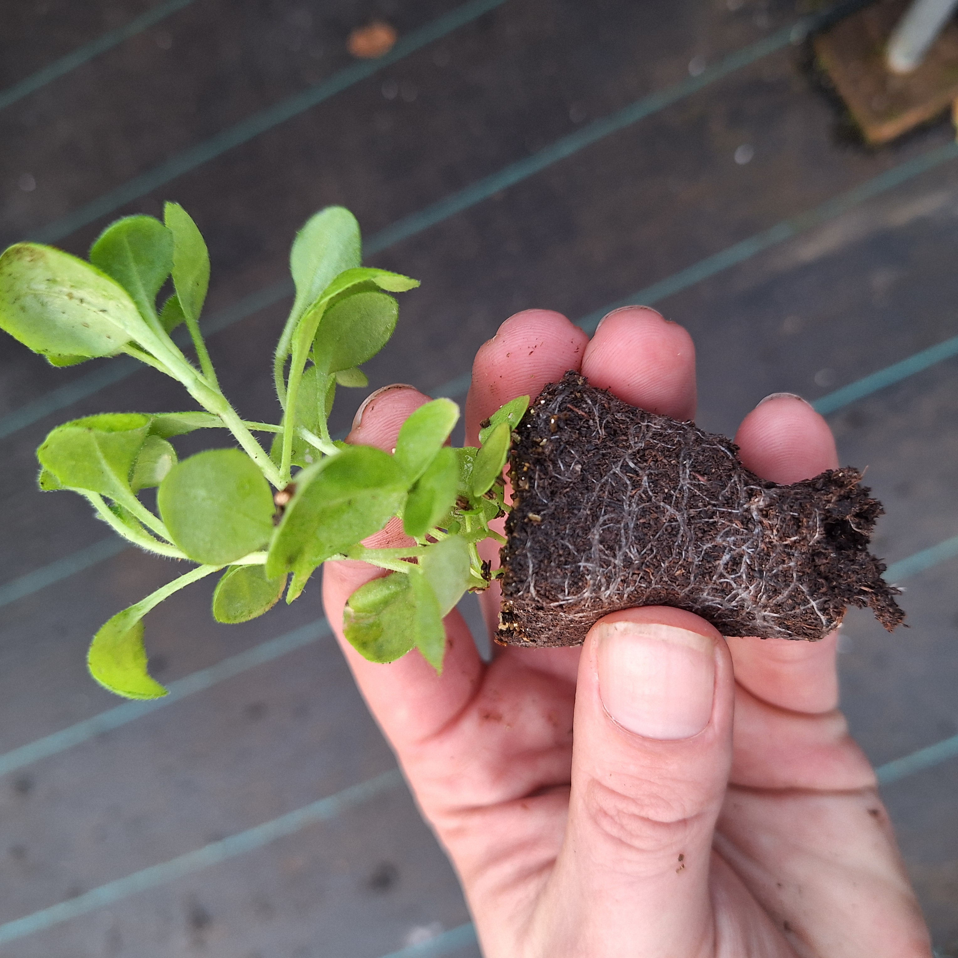 Aubrieta Audrey F1 Blue Shades