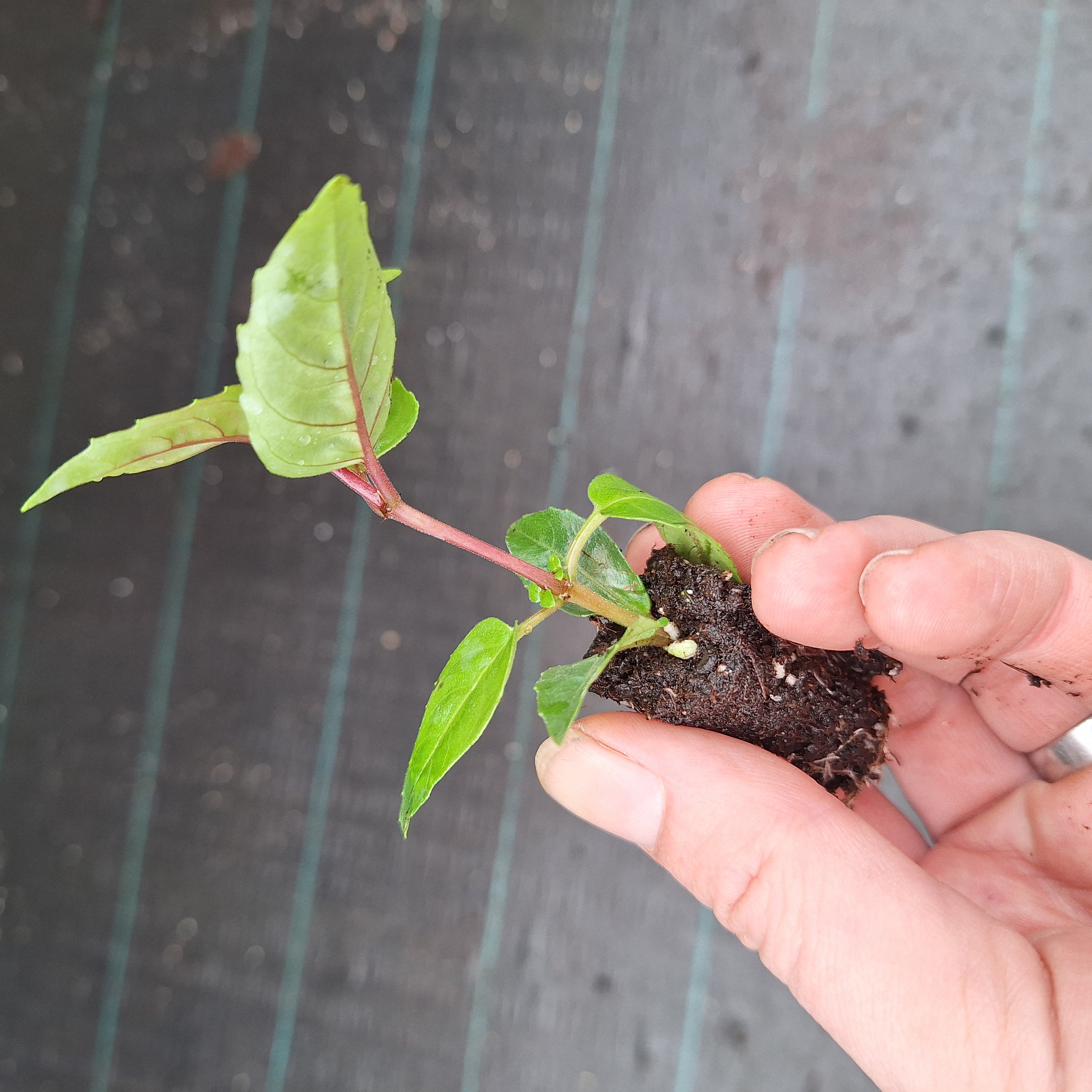 FUCHSIA BELLA(R) LAURA (T)