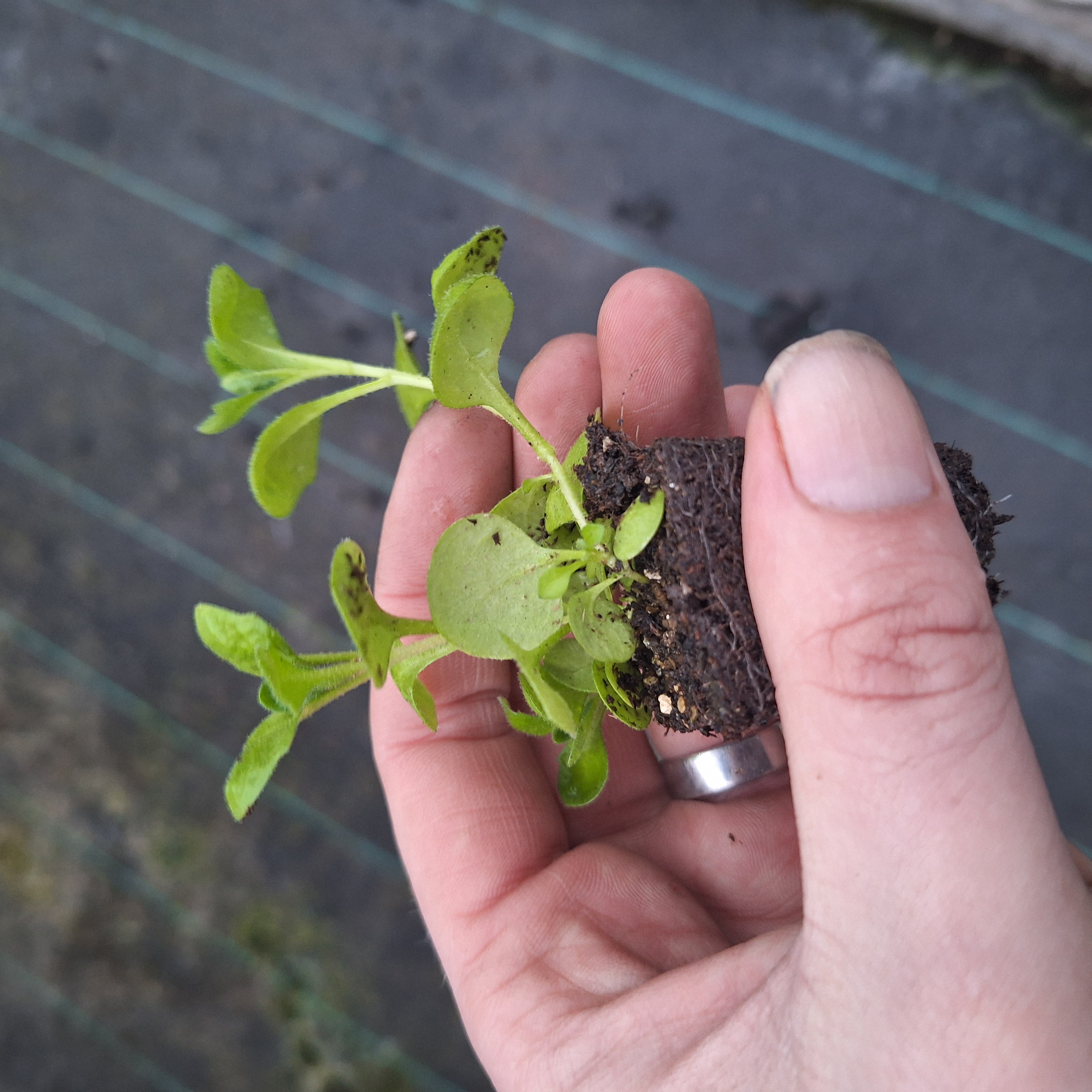 Aubrieta Audrey F1 Red Shades