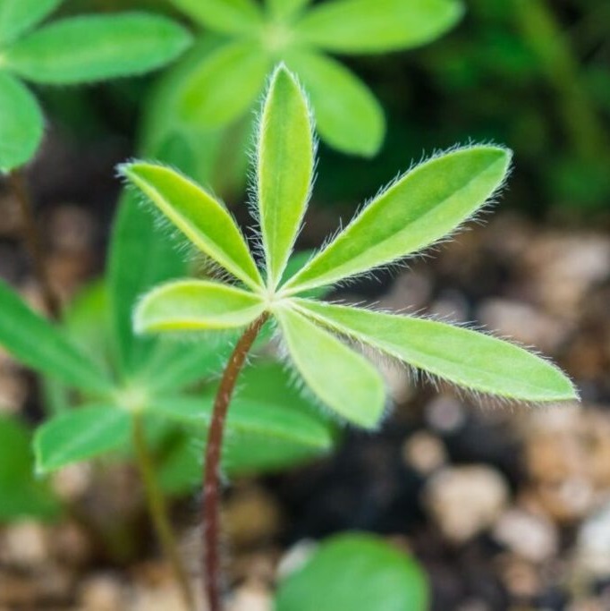 Lupin - Russell The Chatelaine