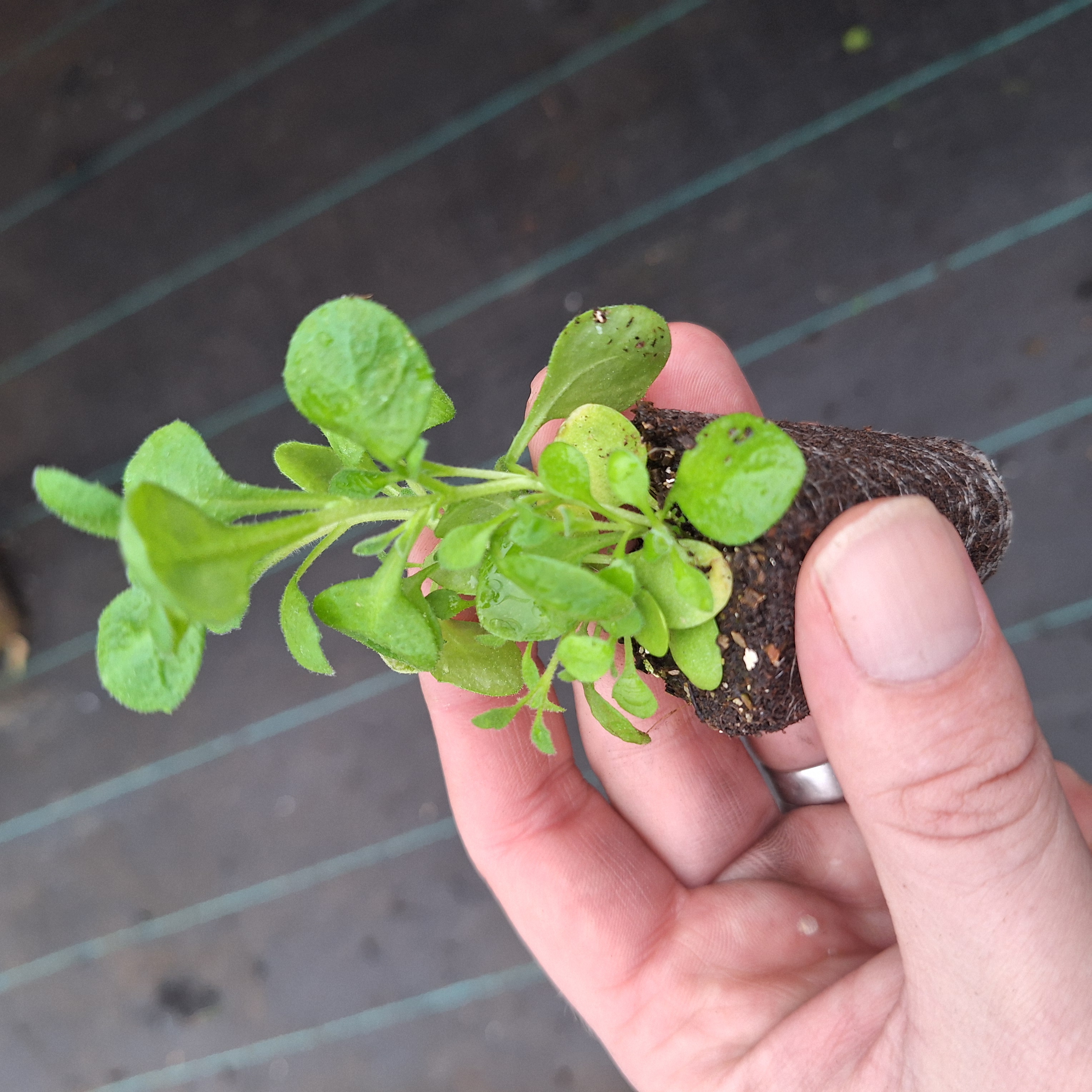 Aubrieta Audrey F1 Purple Shades