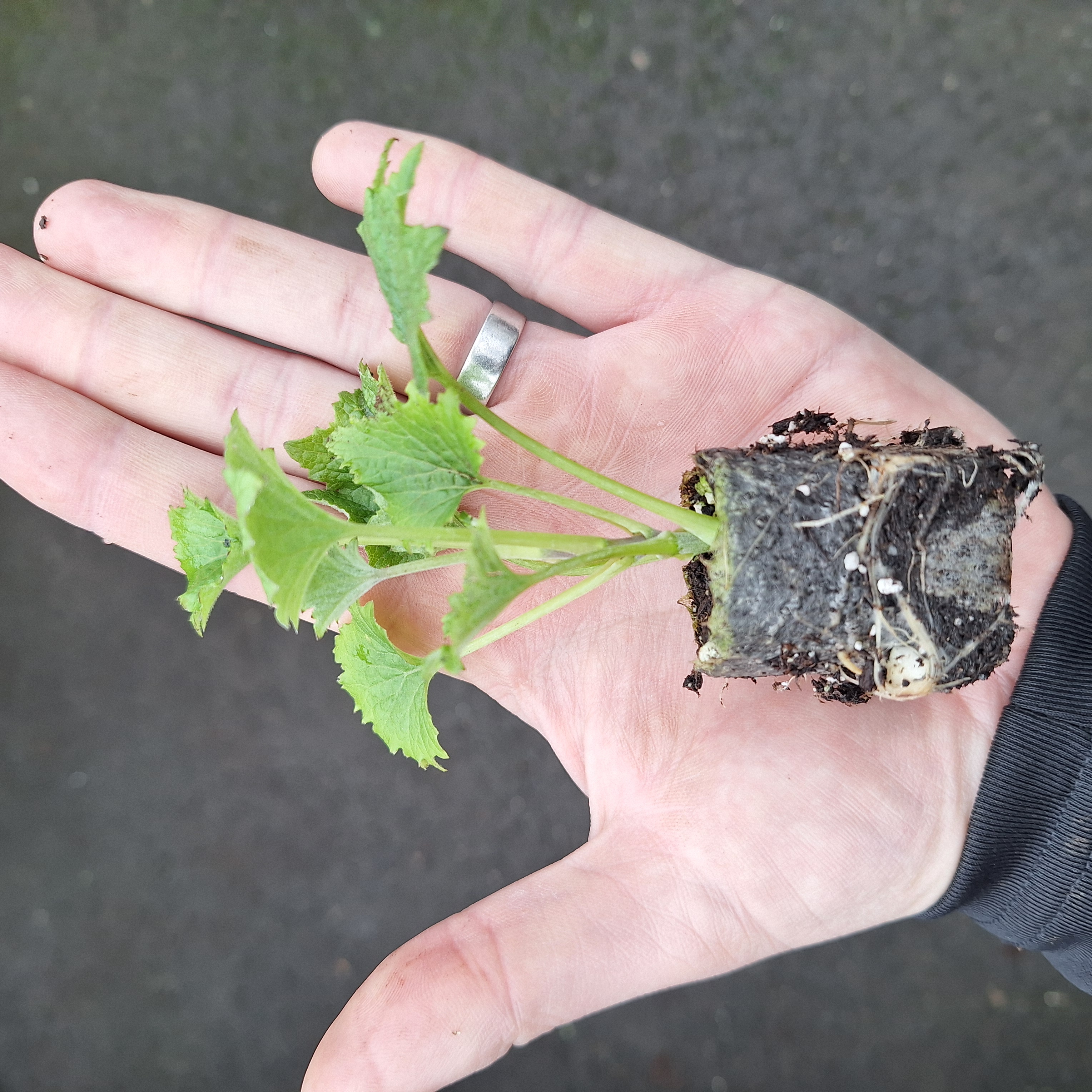 SENECIO SENETTI(R) DARK RED HALO (Red Bicolour)