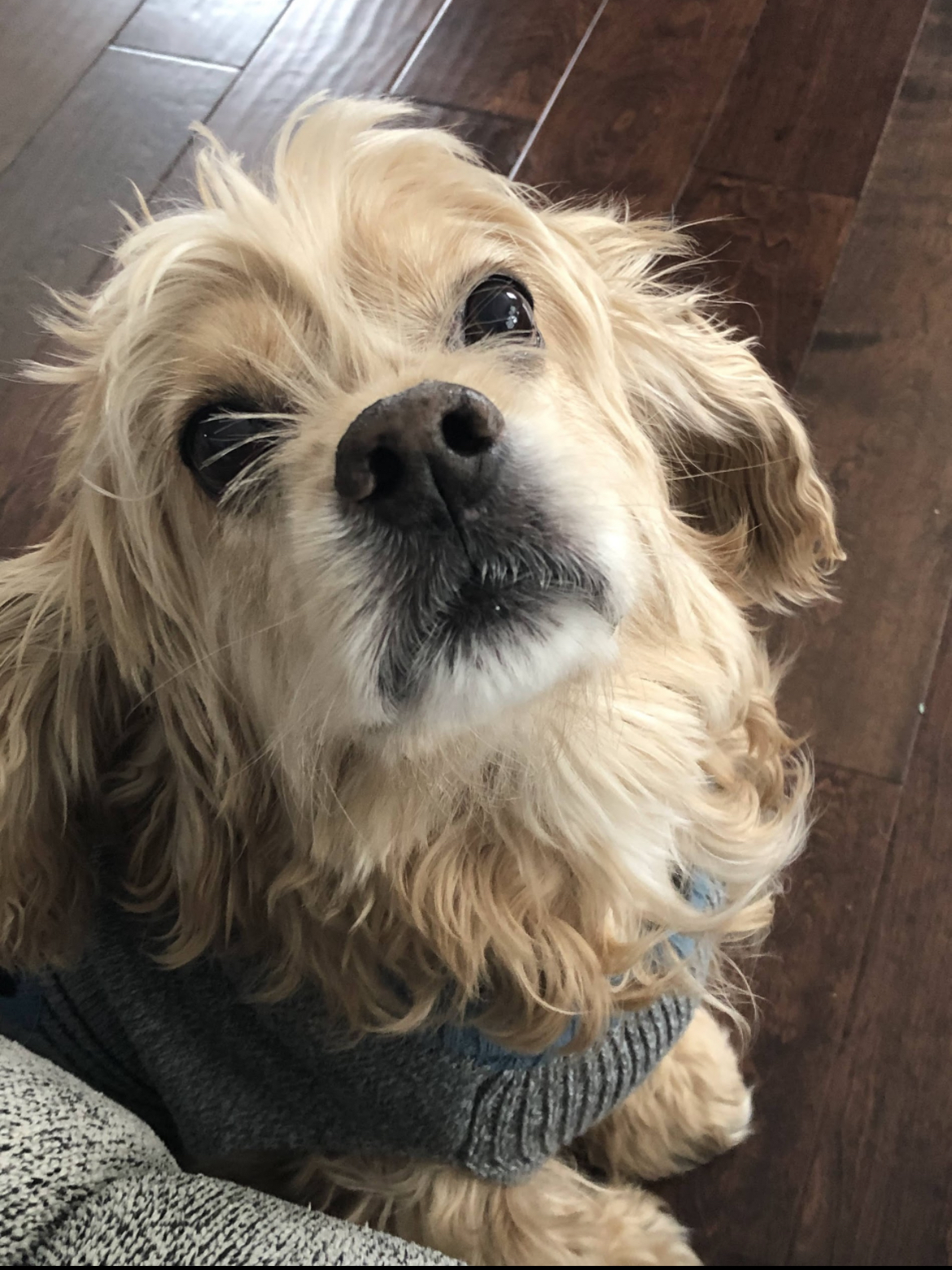 Pet House-sitting