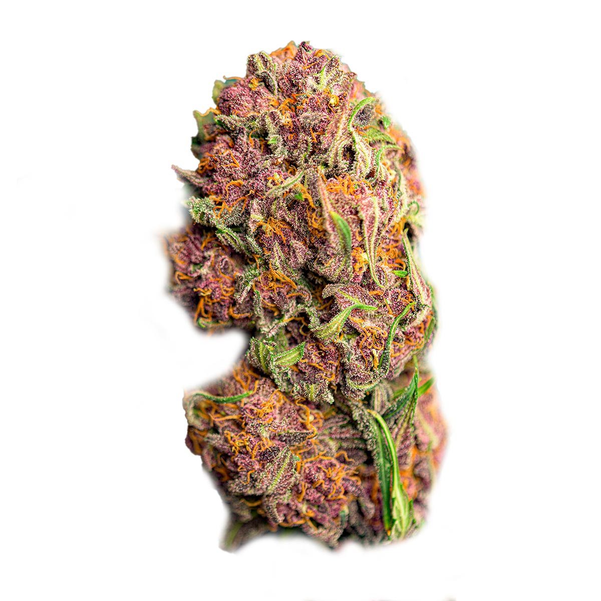 Red Mimosa XL Auto®