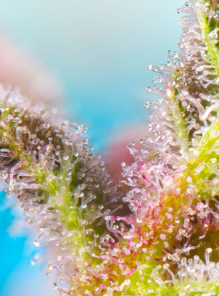 Purple Punch OG XL Auto®  