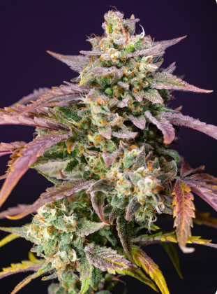 Purple Punch OG XL Auto®  