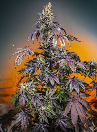 Red Gorilla Girl XL Auto®