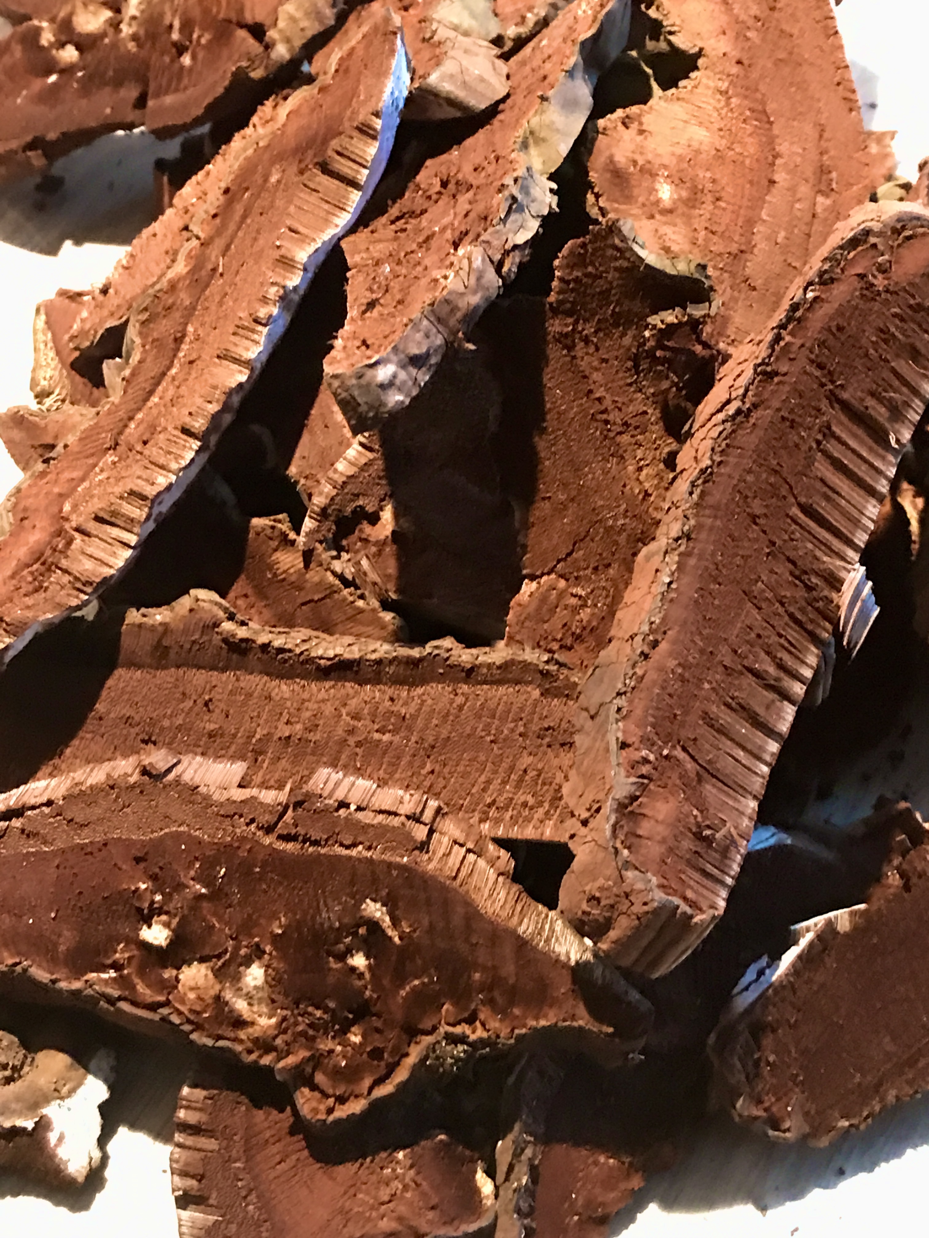 DRIED REISHI MUSHROOMS | GANODERMA APLANATUM 