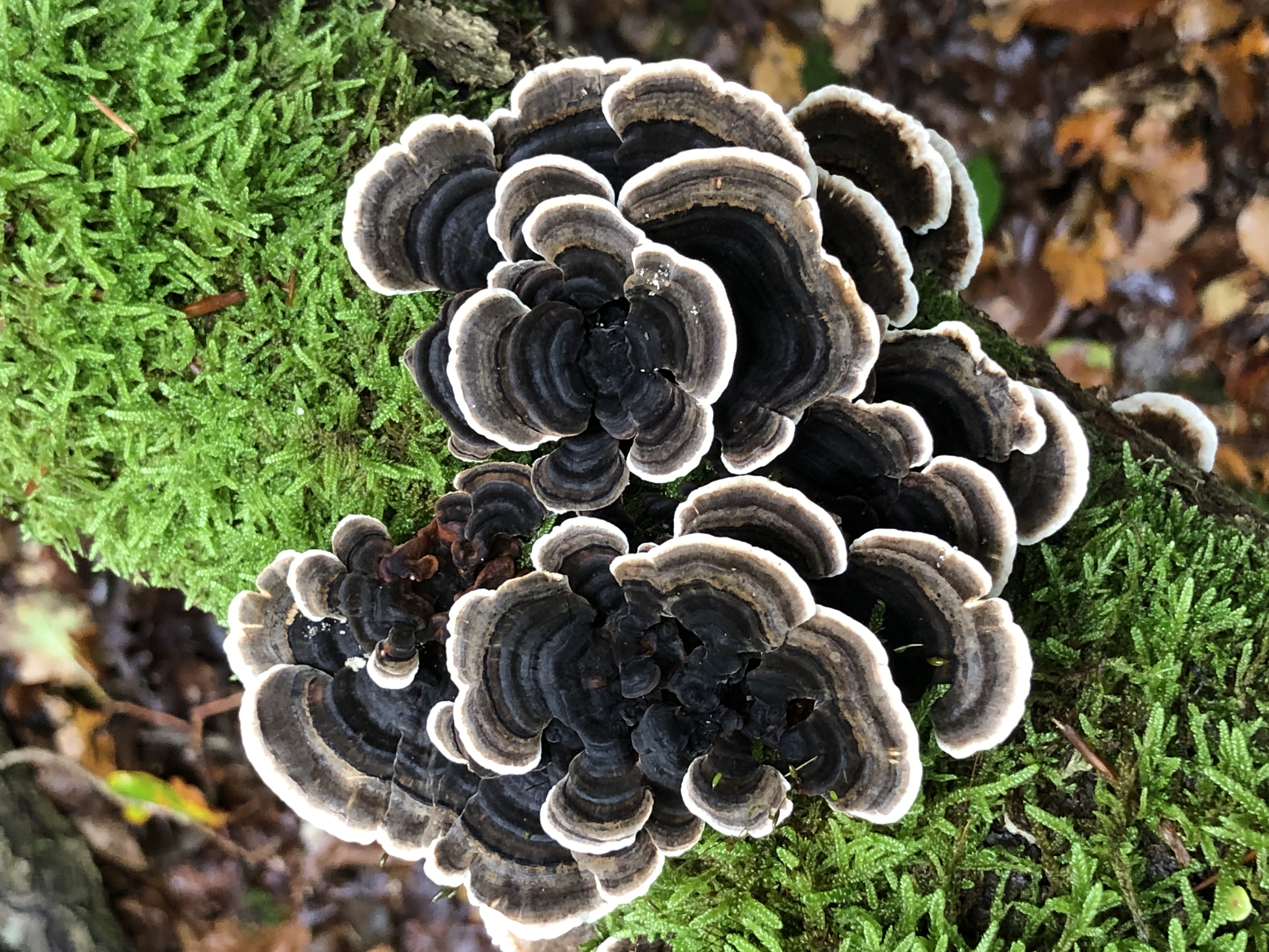 Wild Dried Turkey Tail Mushrooms TRAMETES VERSICOLOR | FUNCTIONAL MUSHROOM