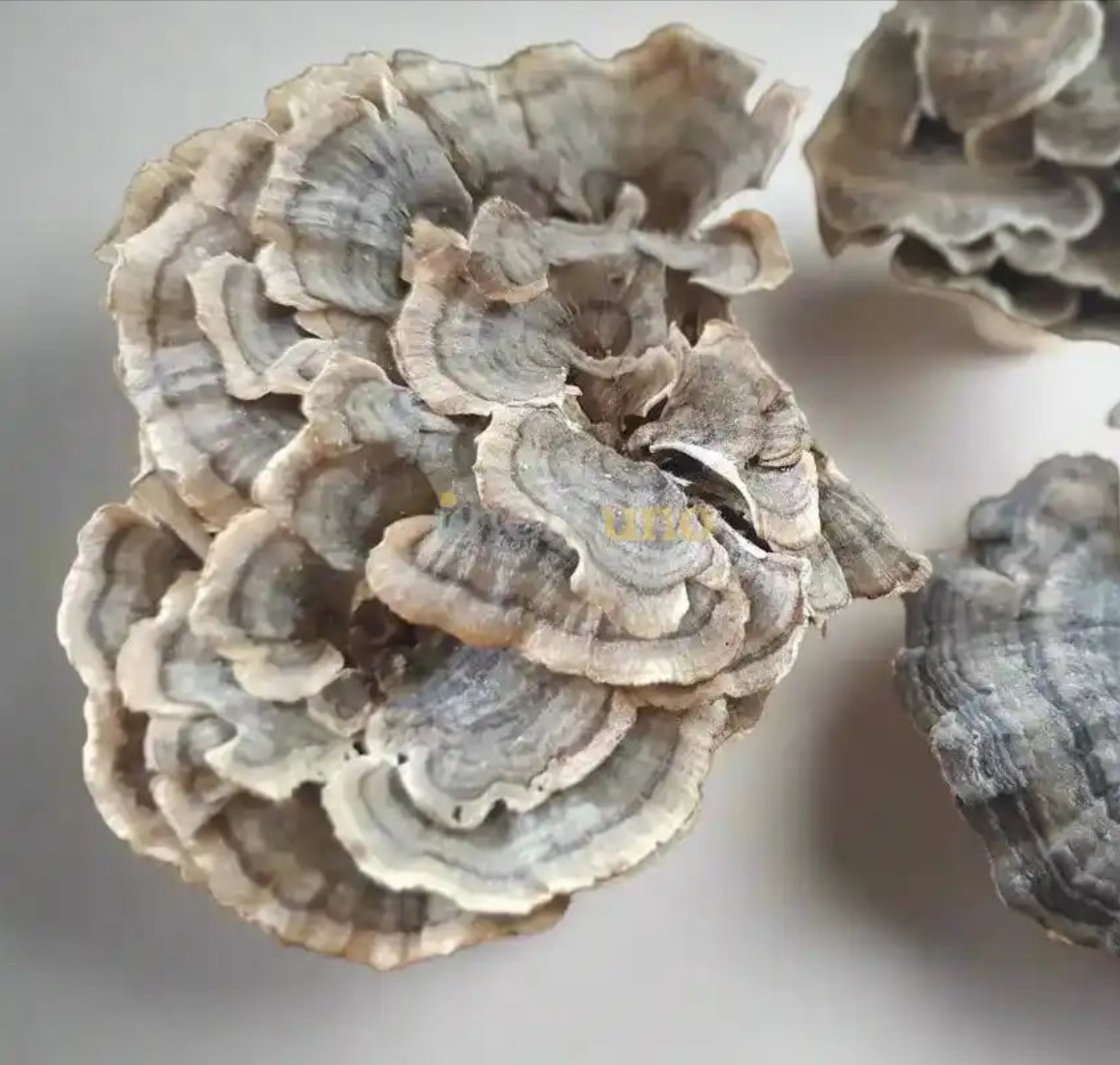 Wild Dried Turkey Tail Mushrooms TRAMETES VERSICOLOR | FUNCTIONAL MUSHROOM