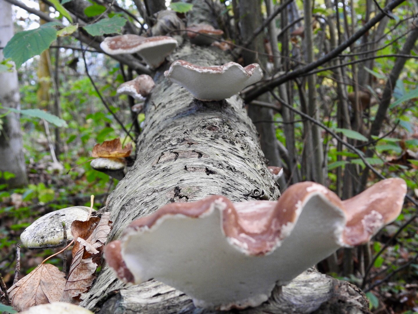 WHITE CHAGA SLICES– BIRCH POLYPORE (PIPTOPORUS BETULINUS) 