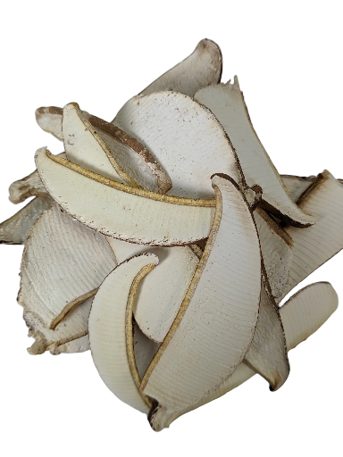 WHITE CHAGA SLICES– BIRCH POLYPORE (PIPTOPORUS BETULINUS)