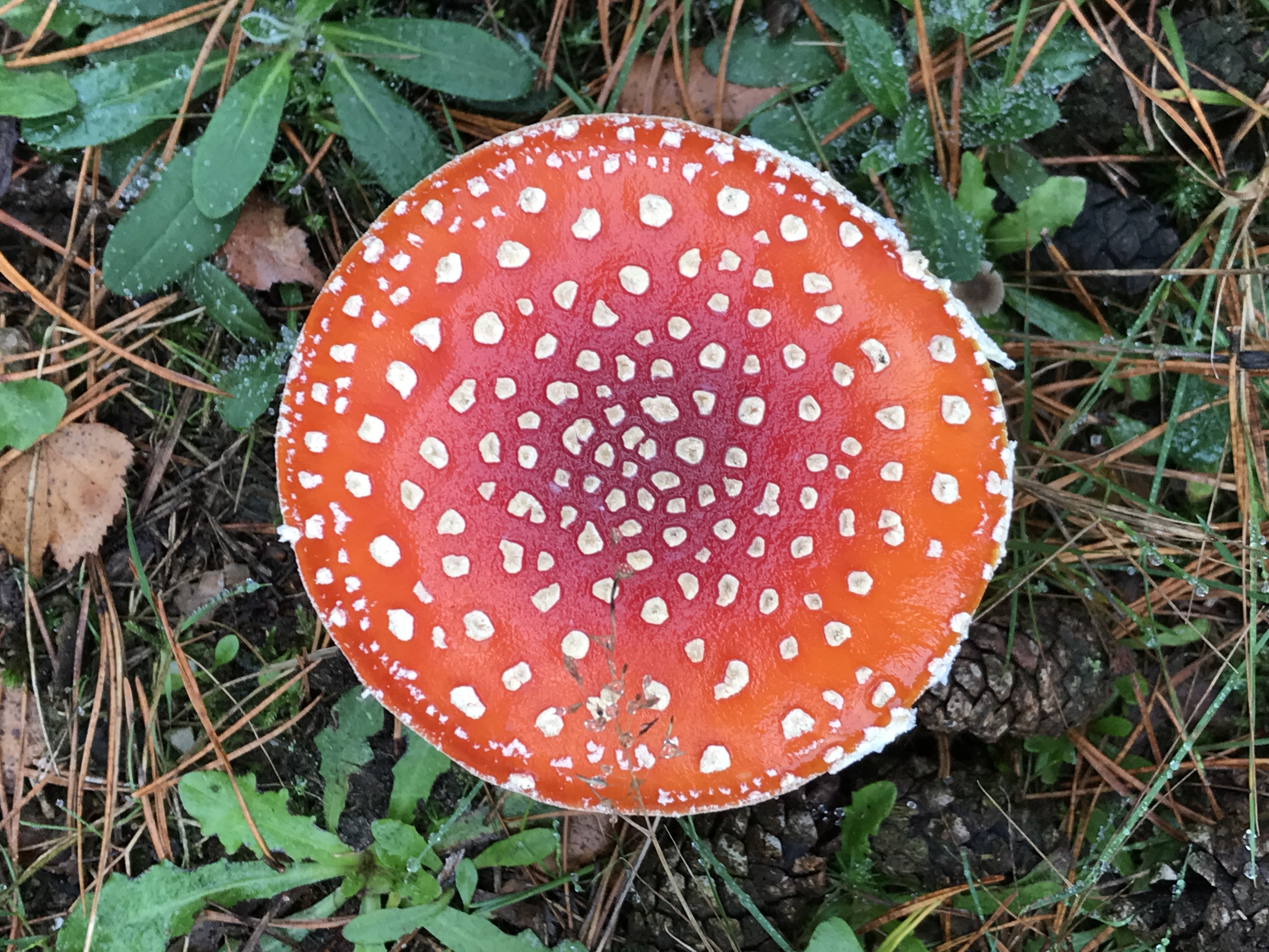 Dried Amanita Muscaria
