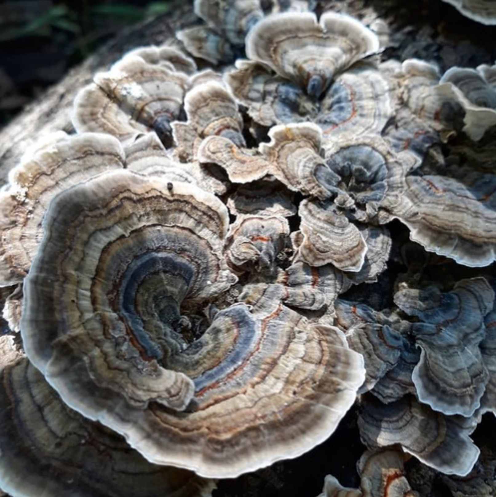 Wild Dried Turkey Tail Mushrooms TRAMETES VERSICOLOR | FUNCTIONAL MUSHROOM