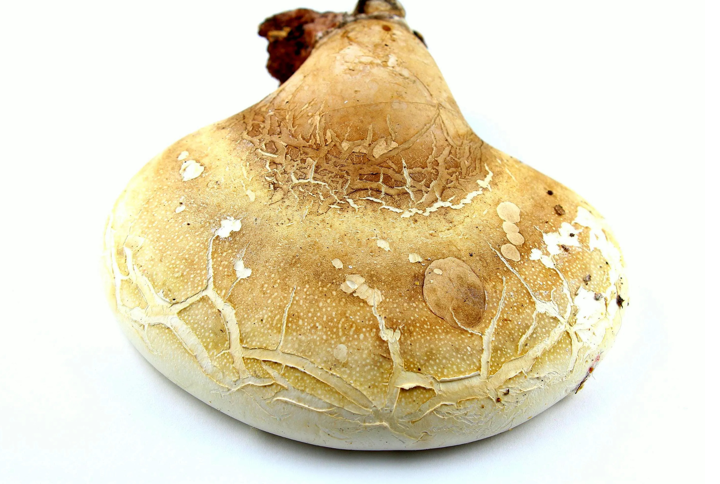 WHITE CHAGA SLICES– BIRCH POLYPORE (PIPTOPORUS BETULINUS) 