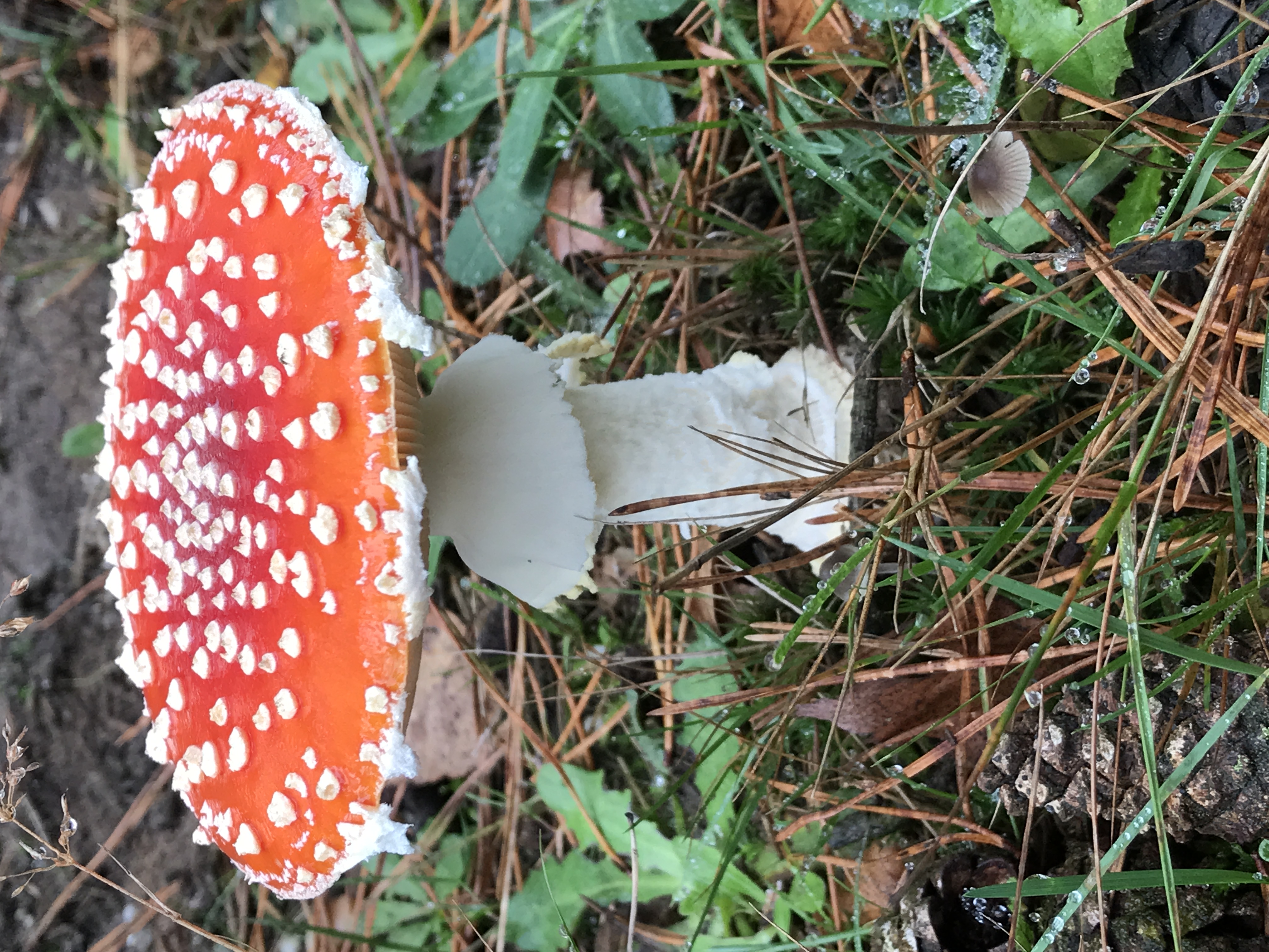Dried Amanita Muscaria