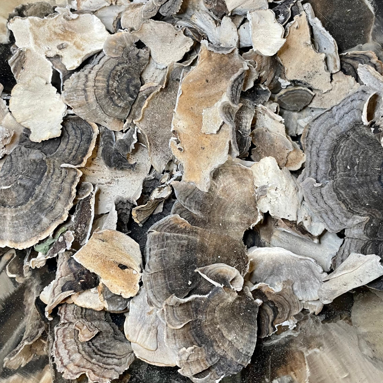 Wild Dried Turkey Tail Mushrooms TRAMETES VERSICOLOR | FUNCTIONAL MUSHROOM