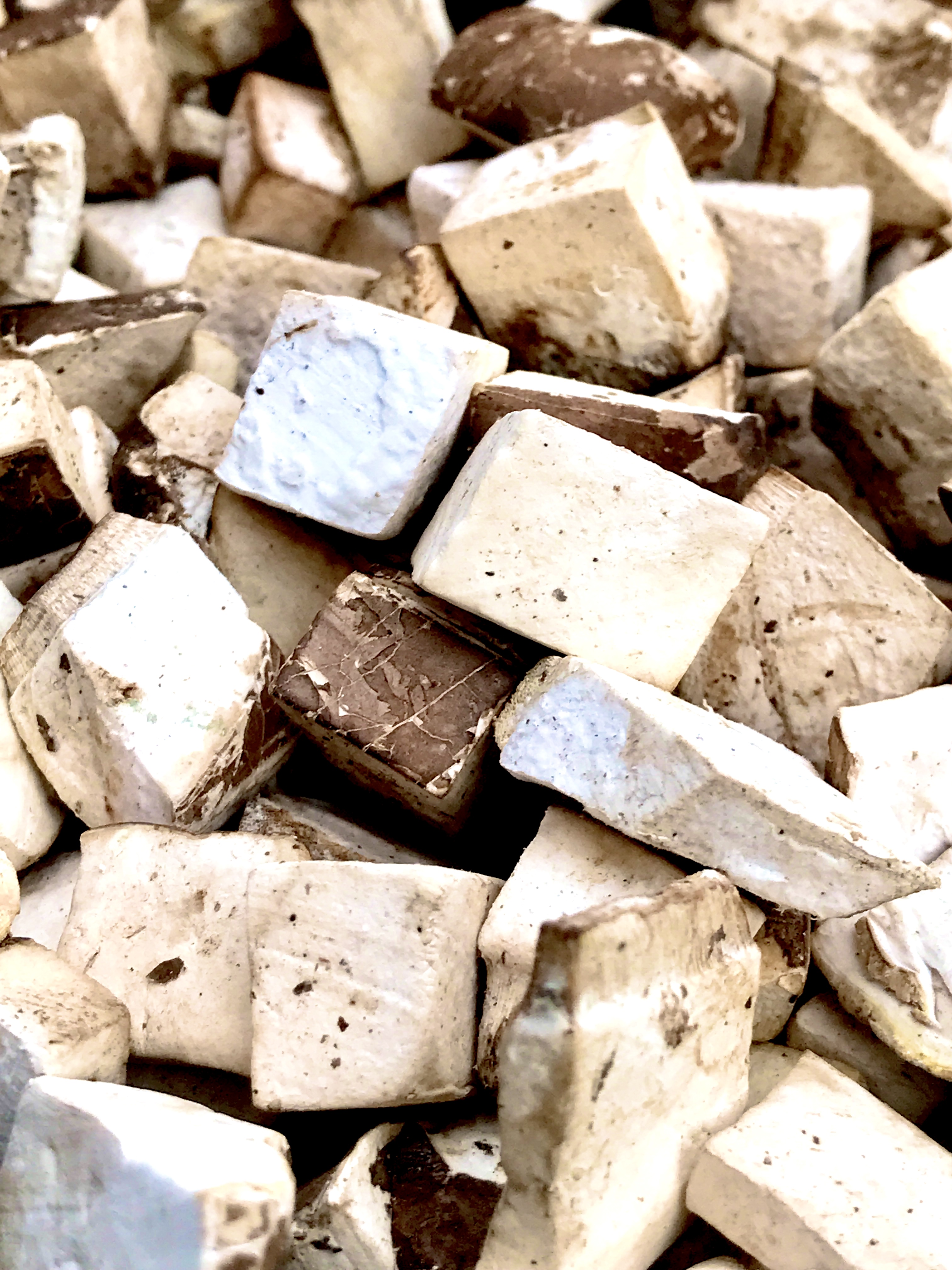 WHITE CHAGA CHUNKS – BIRCH POLYPORE (PIPTOPORUS BETULINUS) 