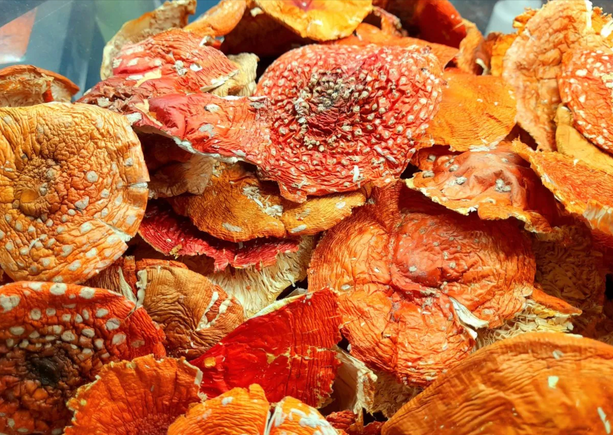 Dried Amanita Muscaria