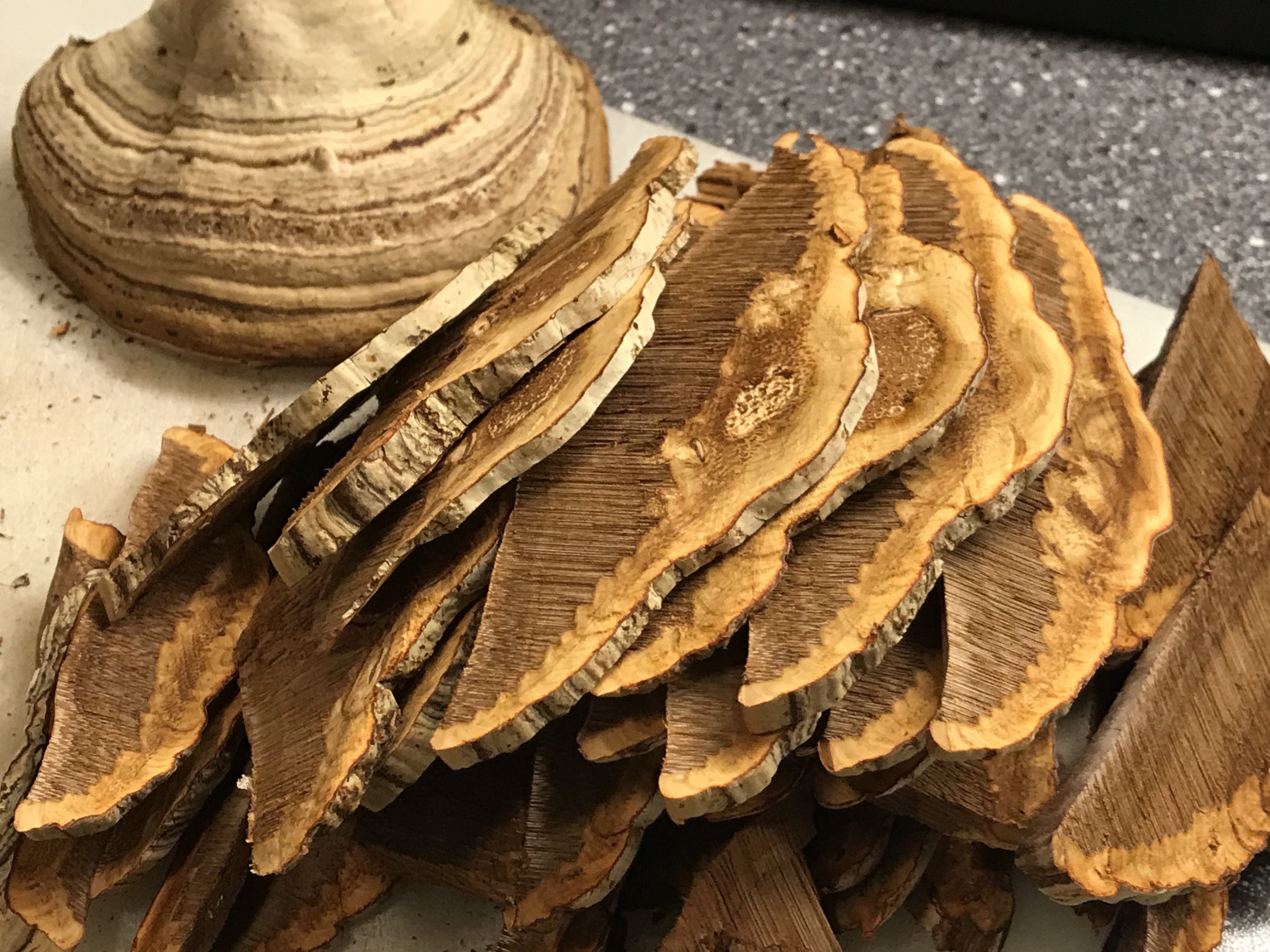 DRIED REISHI MUSHROOMS | GANODERMA APLANATUM 