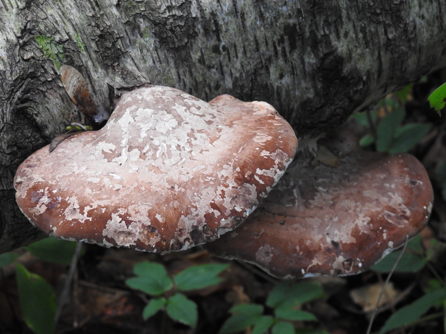 WHITE CHAGA SLICES– BIRCH POLYPORE (PIPTOPORUS BETULINUS) 