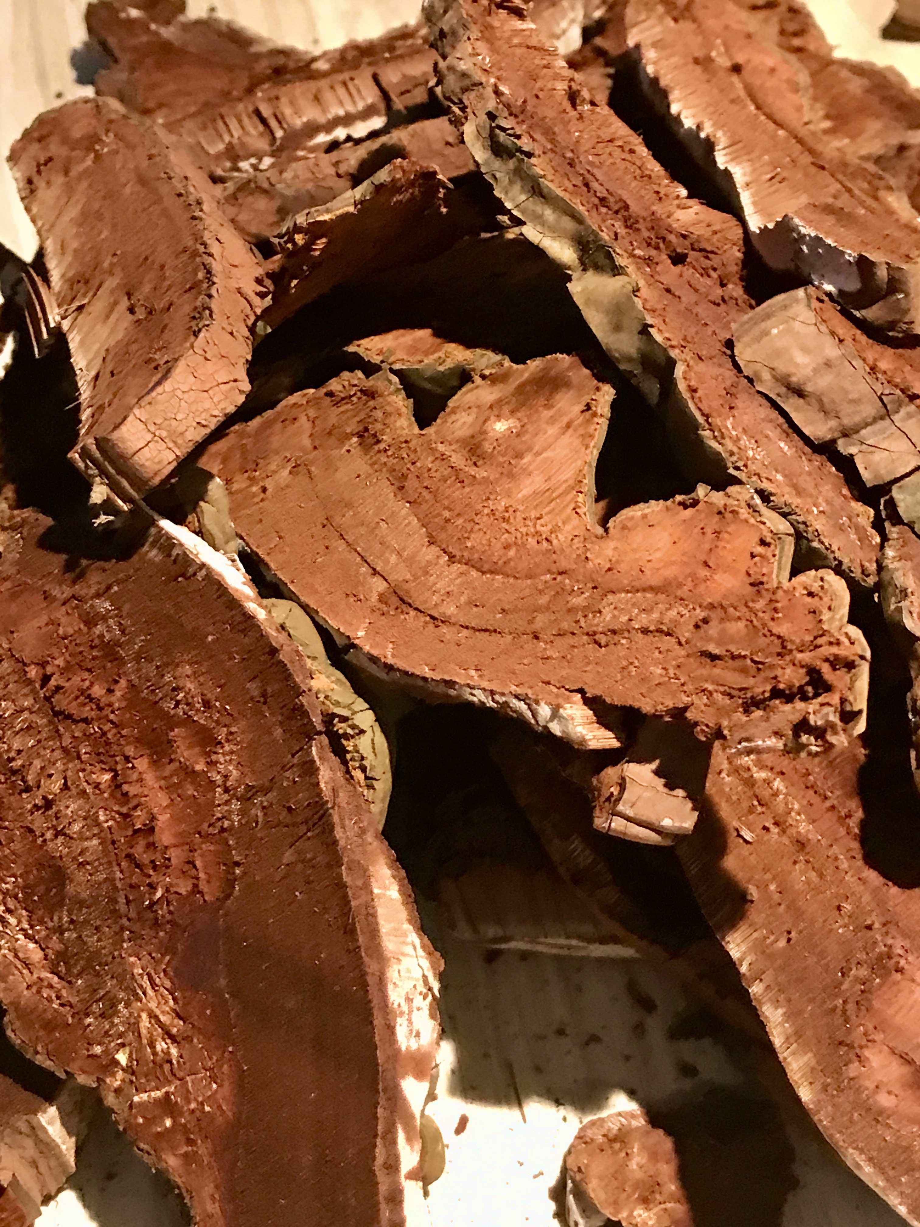 DRIED REISHI MUSHROOMS | GANODERMA APLANATUM