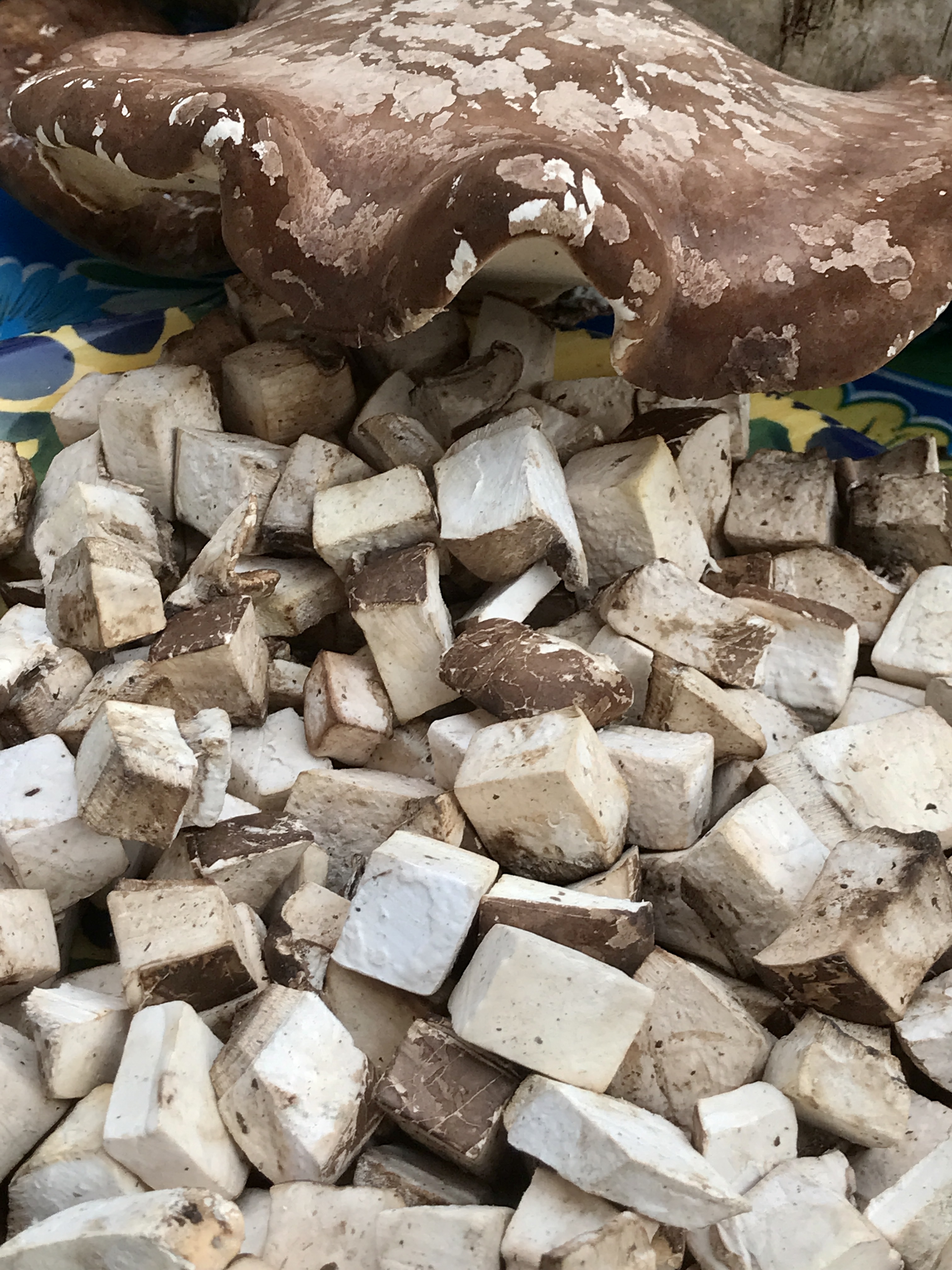 WHITE CHAGA CHUNKS – BIRCH POLYPORE (PIPTOPORUS BETULINUS) 