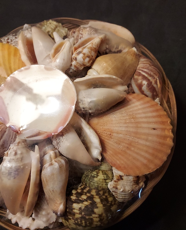 1960s Vintage Seashell Basket of Florida Shells New w Tags