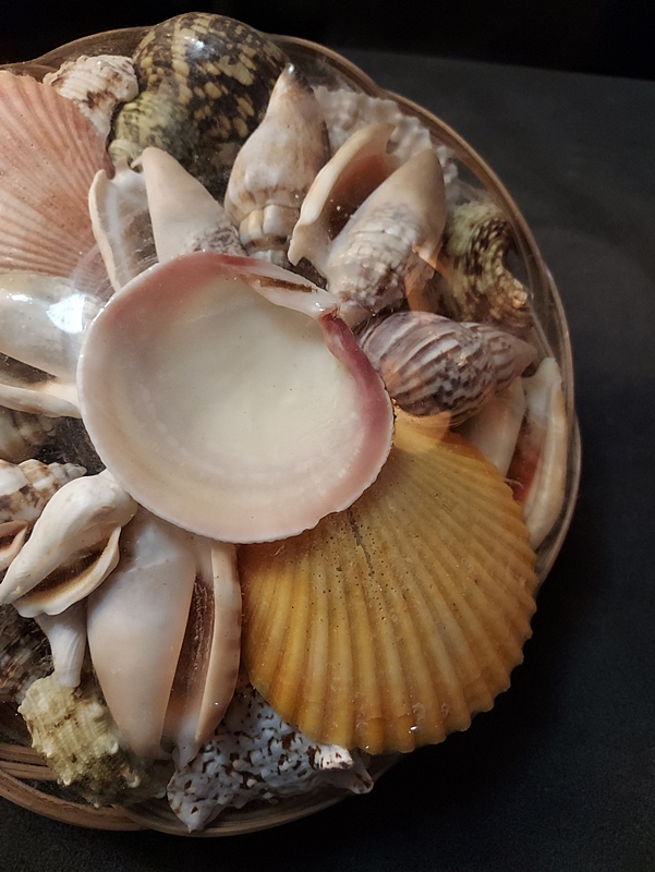 1960s Vintage Seashell Basket of Florida Shells New w Tags
