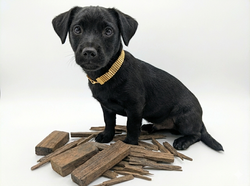 Collar "King Midas" - Edición: Más Dinero Que Sentido Común