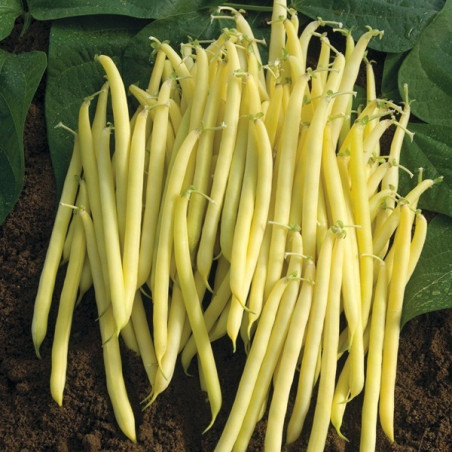 Haricots jaunes en 1Kg