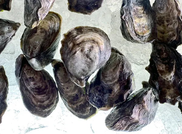 Ostion Vivamar (De linea) (Mediano) (8-9 cm)