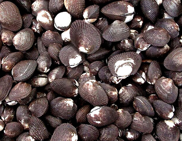 Almeja Pata de Mula (sangre negra)