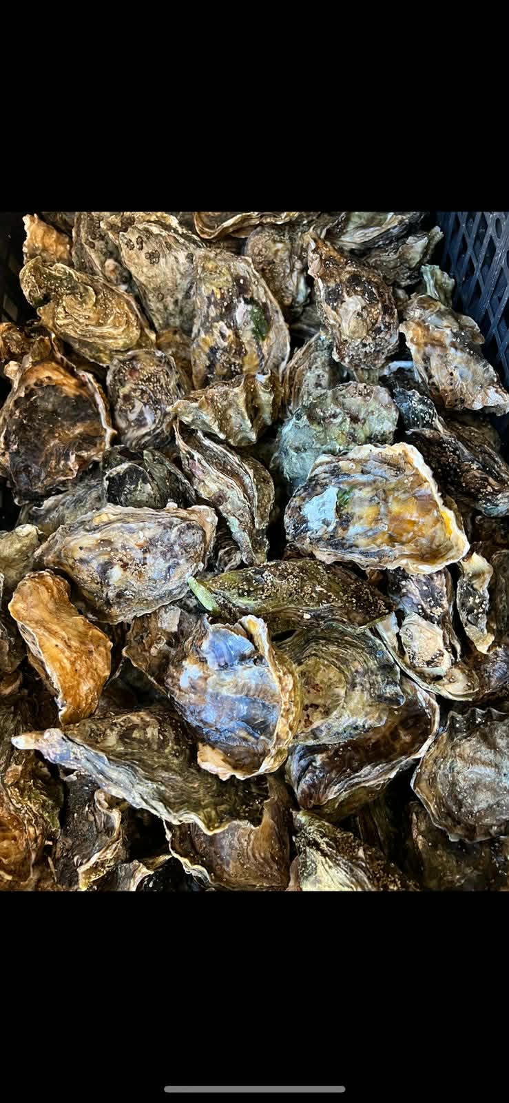 Ostión Silvestre Grande (10 cm - 12.5 cm)