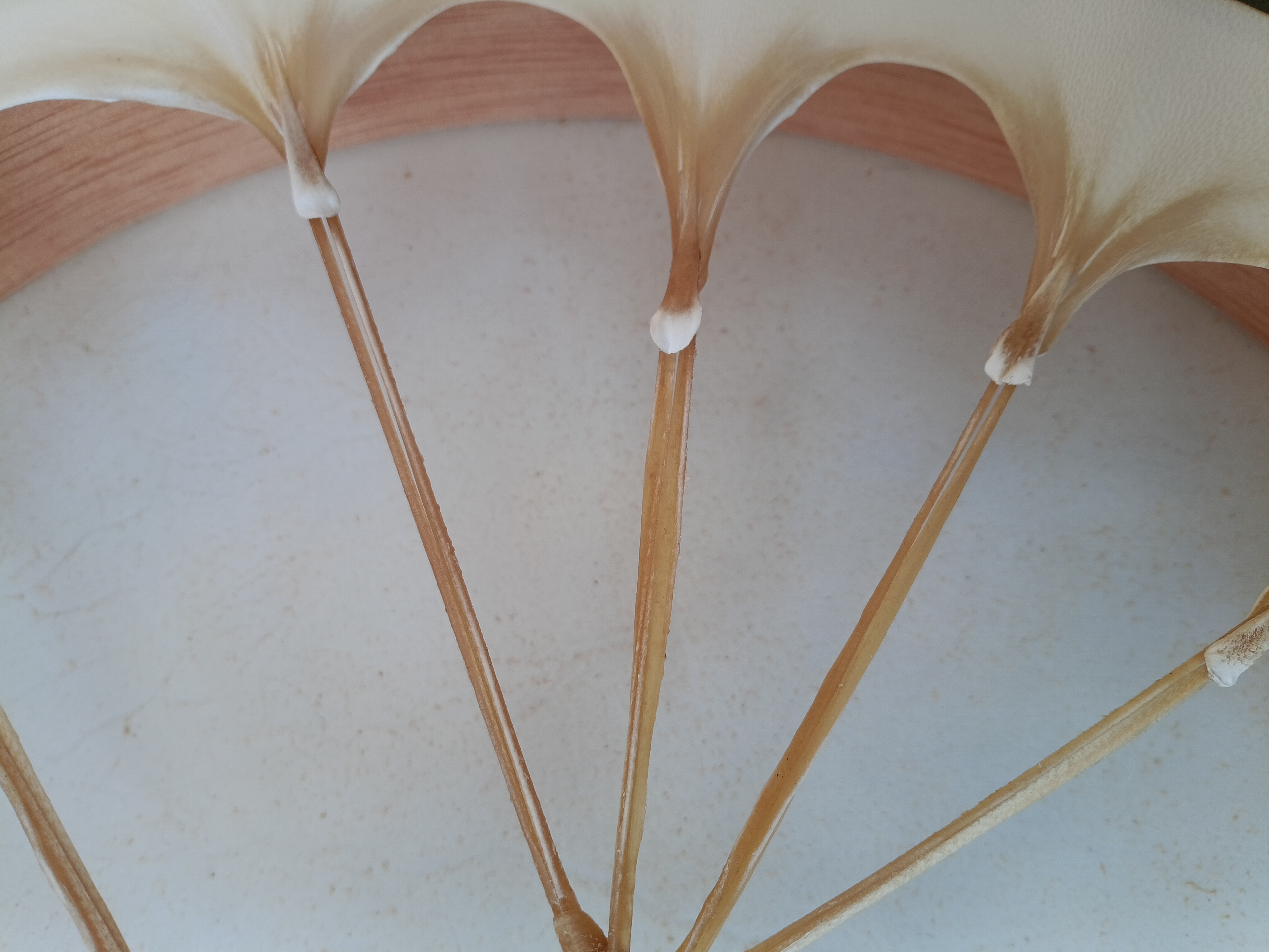 tambor chamánico grande