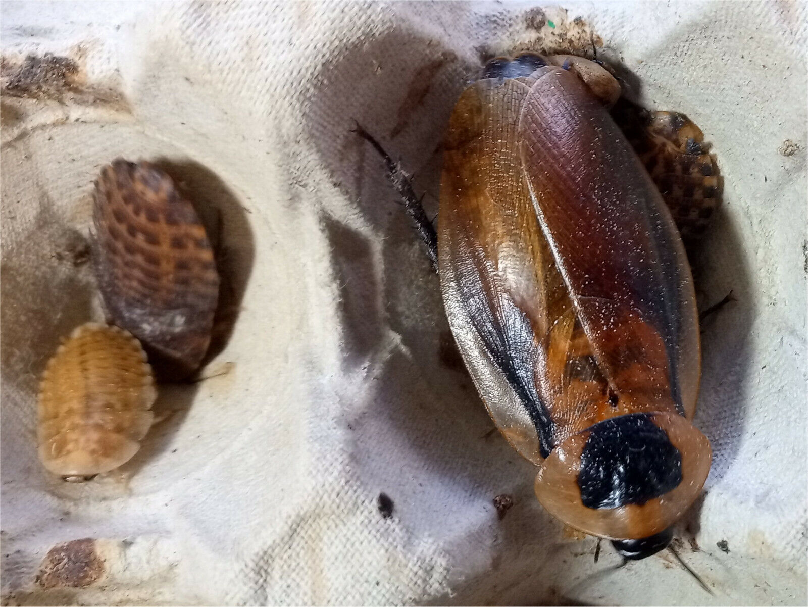 Trinidad cockroach "Eublaberus distanti".