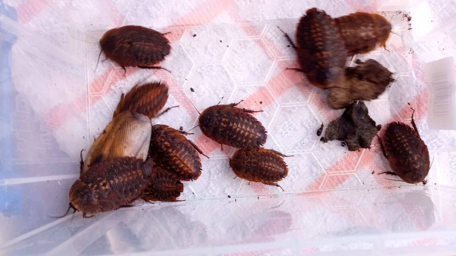 Death's head cockroach (Blaberus craniifer)