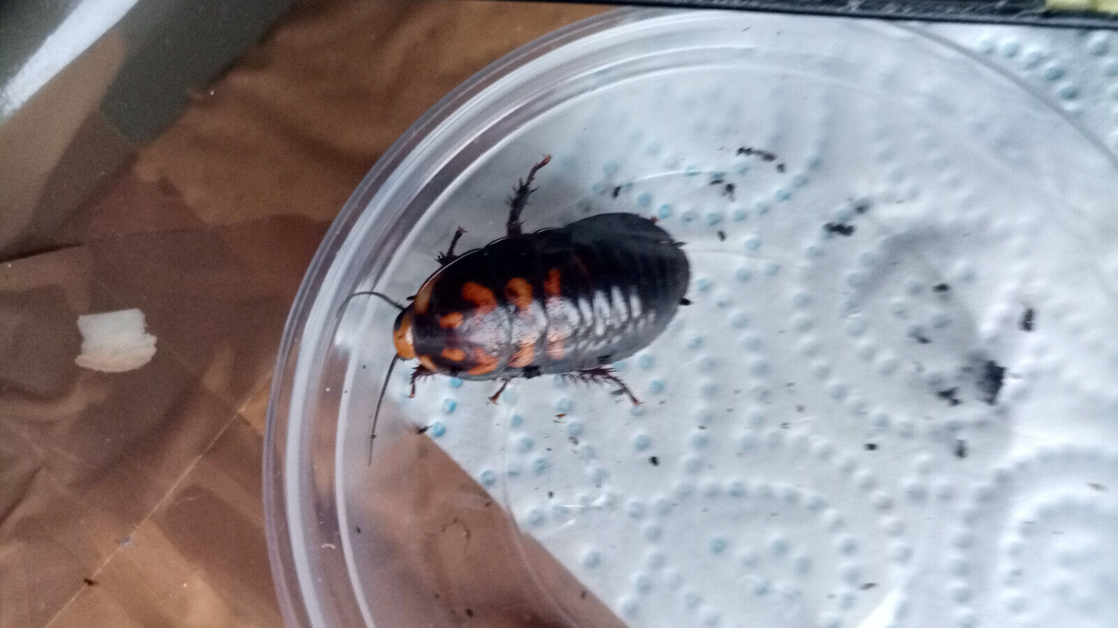  Warty Glowspot Cockroaches (Lucihormetica verrucosa)