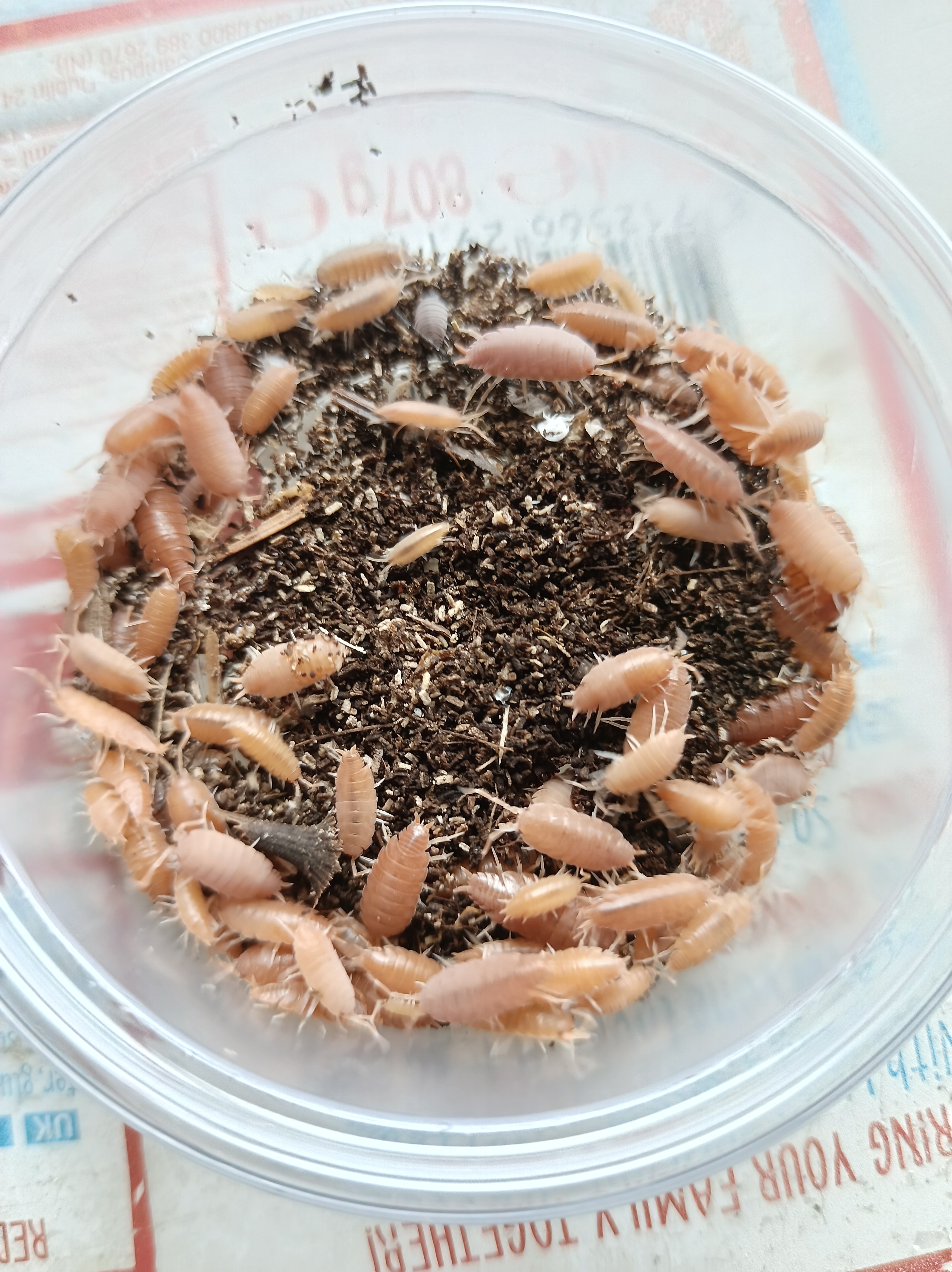 Powder Orange Isopods (woodlice) "Porcellionides Pruinosus"