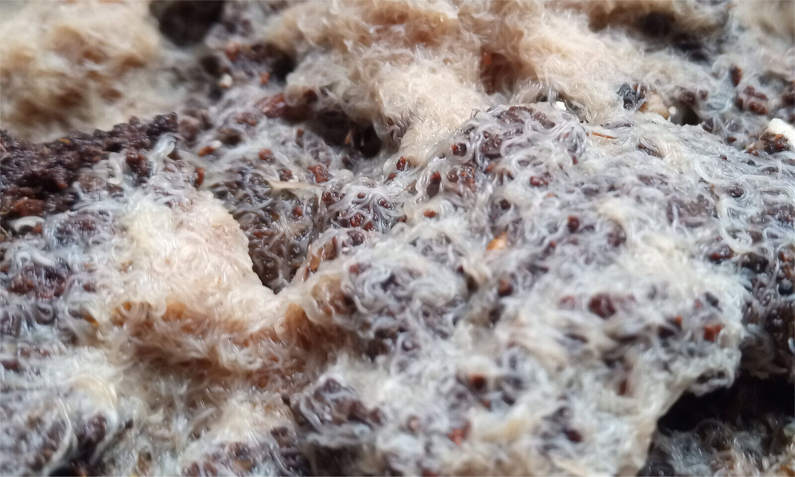 Grindal Worm cultures