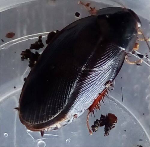 Shadow Cockroach "Pycnoscelus nigra"