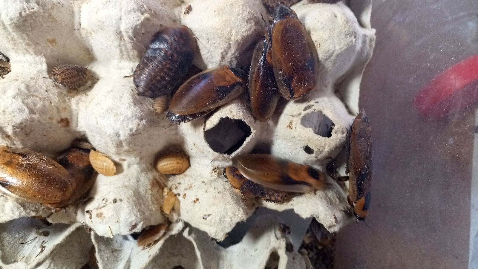 Trinidad cockroach "Eublaberus distanti".